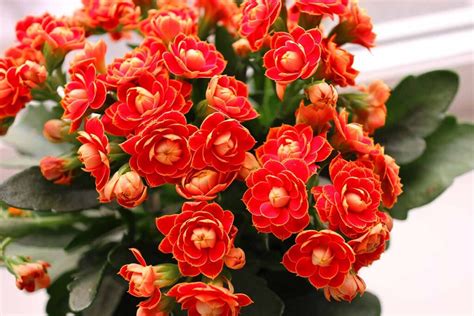 how to grow kalanchoe plant.